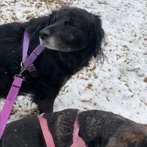 Meet your Posher, Leslie